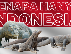 Mengapa Komodo Hanya Ada di Indonesia?