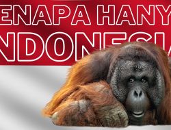 Mengapa Orangutan Hanya Ada di Indonesia?